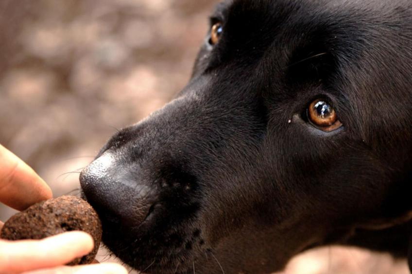 Toskana Poggio Cantarello - foto 29