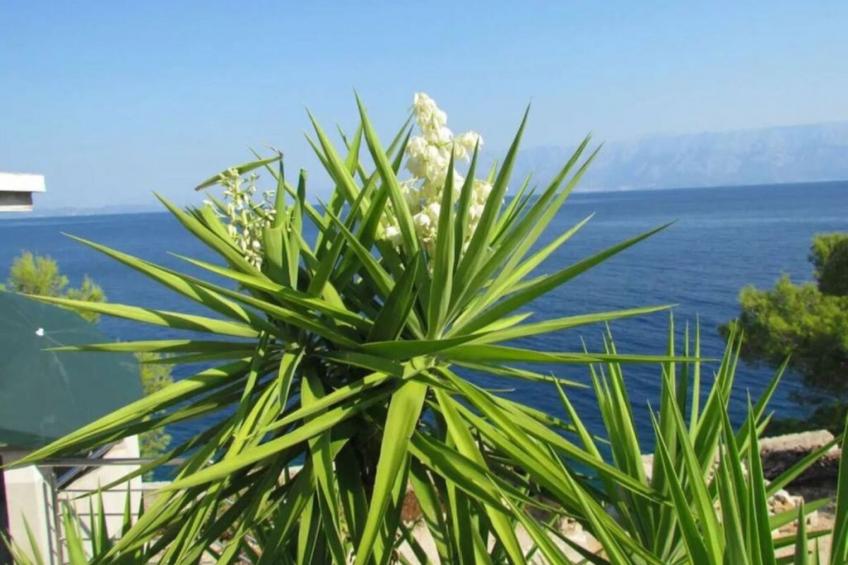 Haus Jakov direkt am Meer - Insel Hvar - foto 8