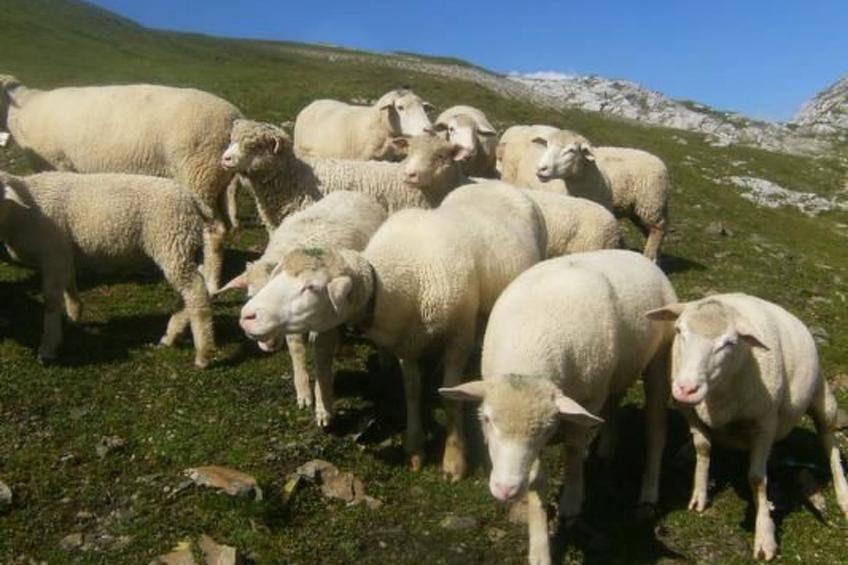 Ferien im grünen links - foto 16