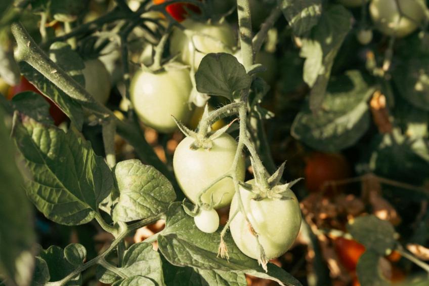 Villa Jolie mit Pool - foto 18