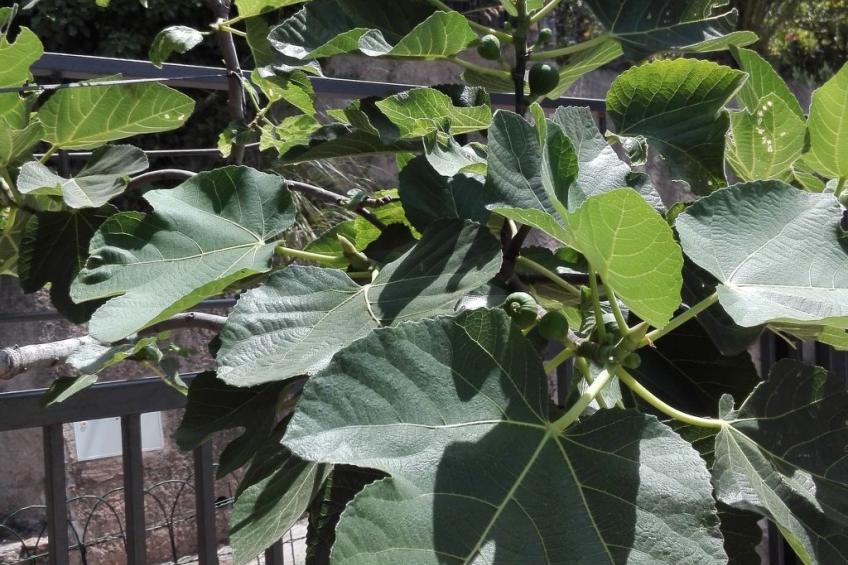 Strandnahe Wohnung in Pisciotta mit Grill - foto 47