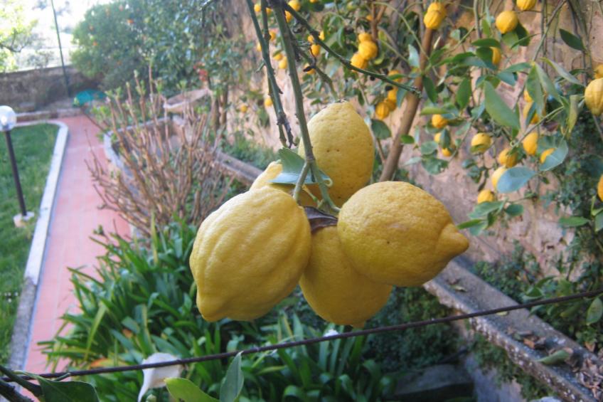 wohnung der Mandarin - foto 25