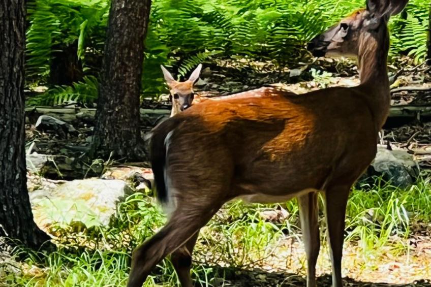 Schönes Haus in Sparrow Bush mit privatem Parkplatz und Bergblick - foto 30