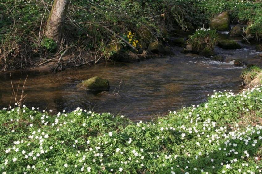 Maison de vacances - LA CHAPELLE-AUX-BOIS - foto 31