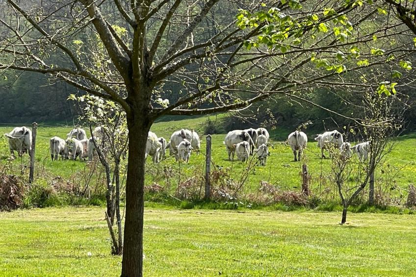 für 6 Pers. mit eigenem Teich - foto 18