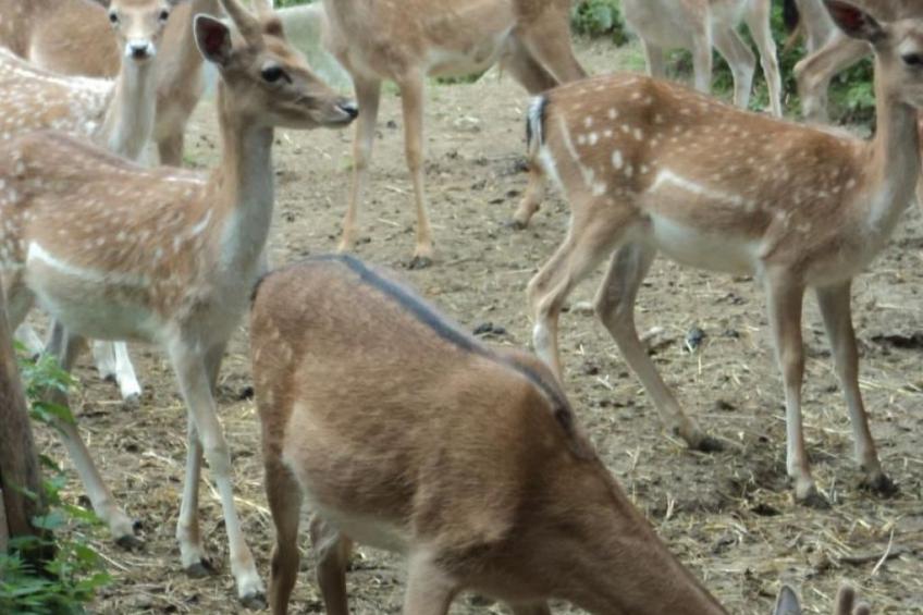 Bauernhof Sal - foto 25