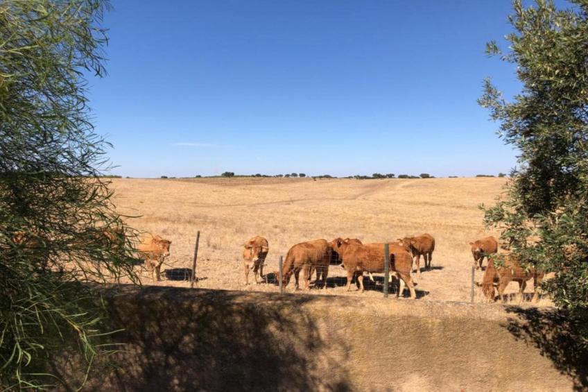 Casa das Pedras - foto 37
