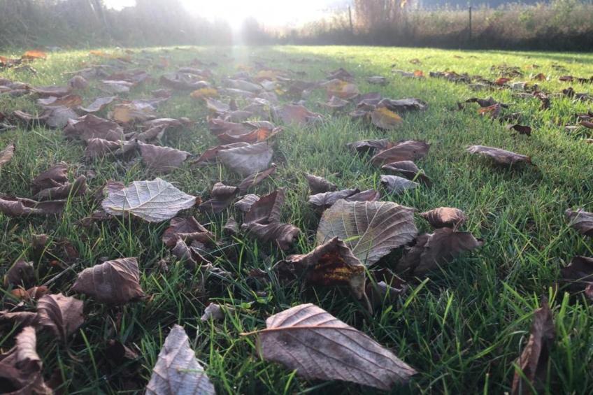 Vakantiepark Jägerwiesen - foto 22