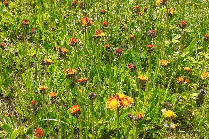 für 6 Personen im Thüringer Wald - foto 31