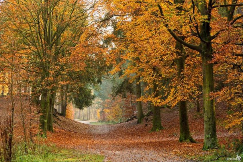 Ruischende Dennen - foto 36