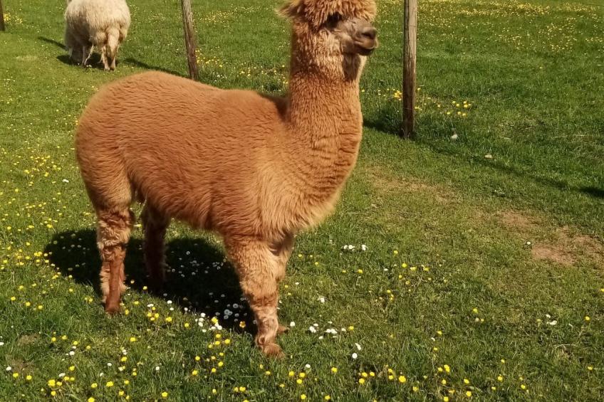 Herzfennerhof Loft - foto 33