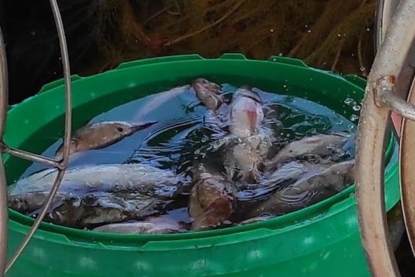 mit Privatpool für 12 Personen in Agia Galini, Kreta - foto 48