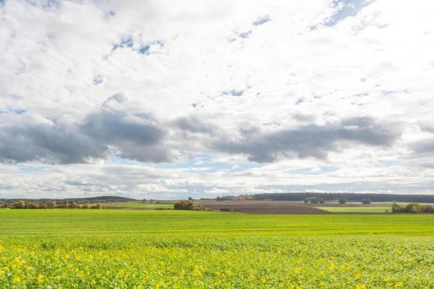 Wilder Wein - foto 18