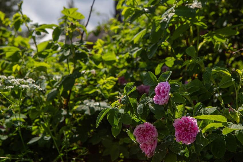 Ranta-lemettilä - foto 20