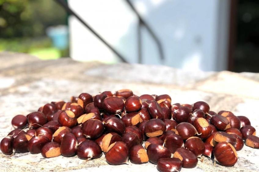 mit Bergblick - foto 45