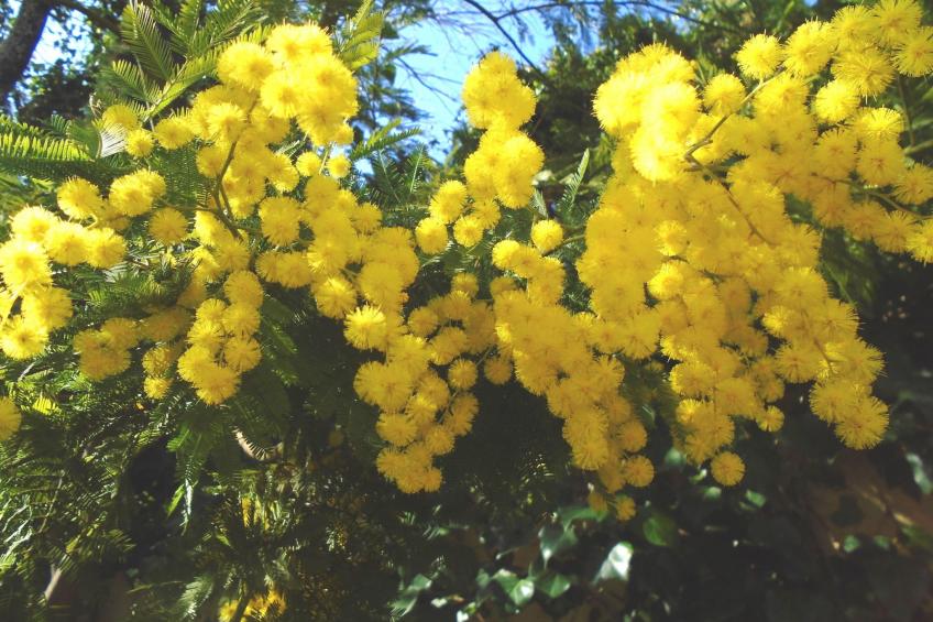 La Soleillade apt mit exklusiver Nutzung des großen Pools - foto 31