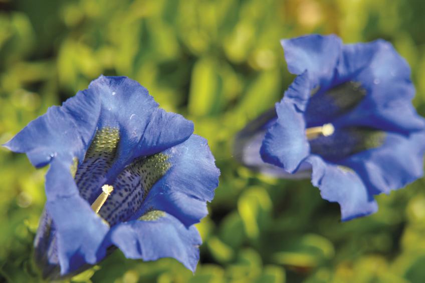 Odalys Référence Le Grand Panorama 1 - foto 15