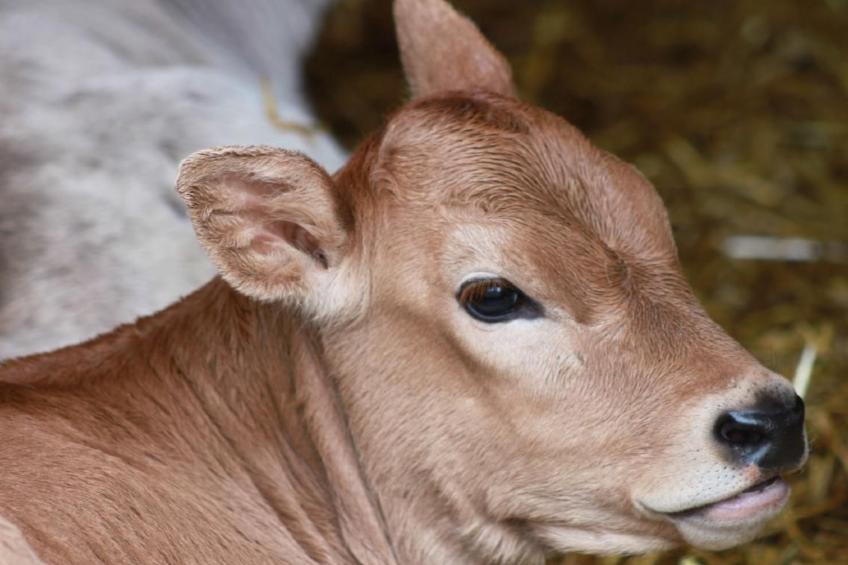 Bio Hof Rosentürmli gross - foto 24