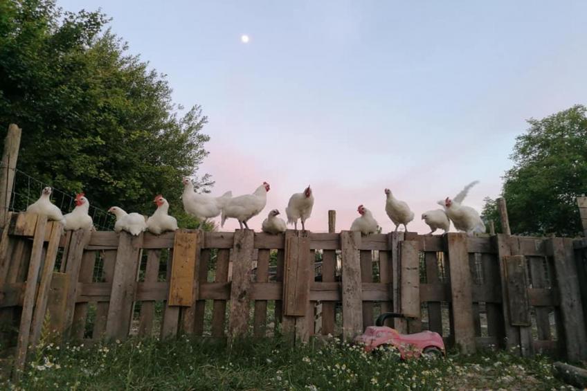 Arends nest - foto 18