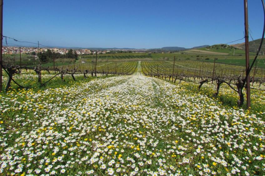 Unterkunft in einer Höhle mit Privatparkplatz - foto 19