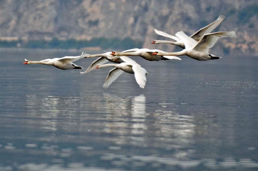 Studio-Apartment mit Balkon mit Seeblick und Zugang zum Garten - foto 68