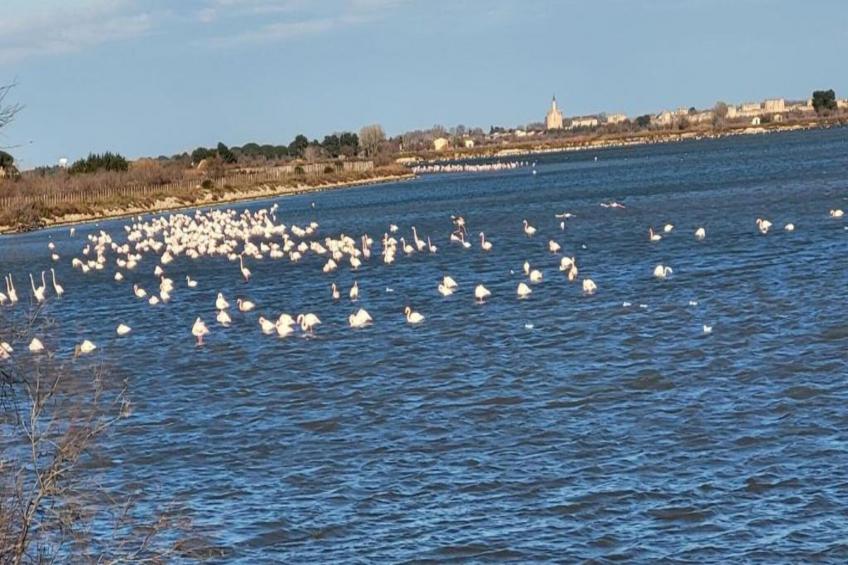 CAP CAMARGUE A N°08 - 2P4 - foto 31