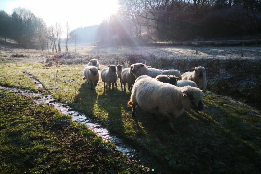 Feriendorf Reinskopf - foto 9