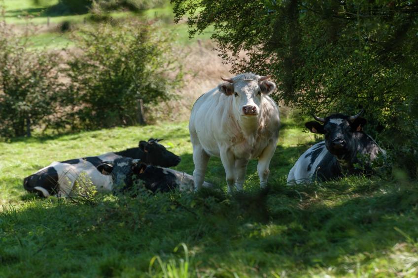 L'Escarlotte - foto 33