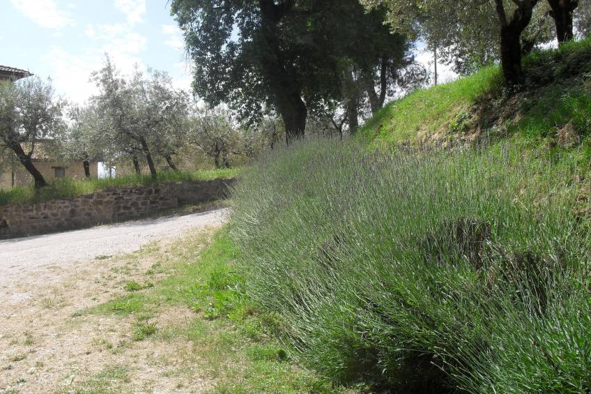 Marchese - foto 39