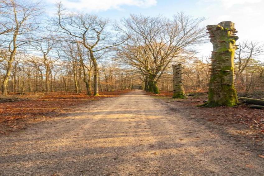 Hoenderloo - Bosvilla - foto 39