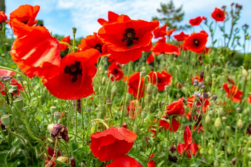 Yperhof 66 - foto 25