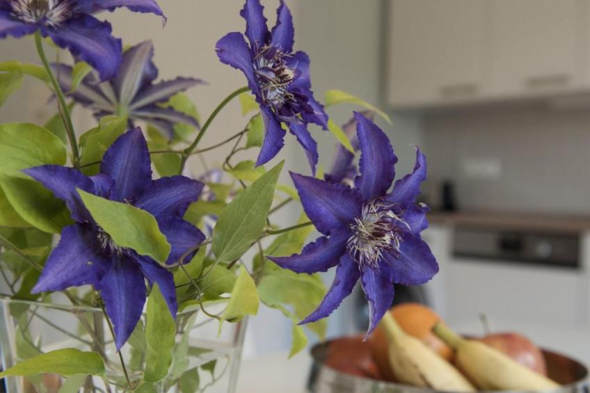 Wohlfühloase für Natur- und Gartenliebhaber - foto 20