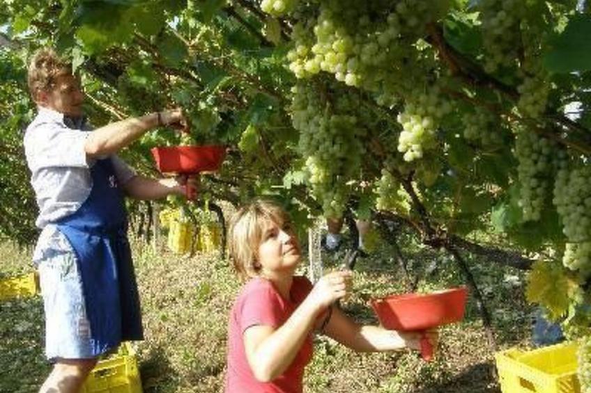 Kerschbamerhof Fewo Pink Lady mit Panoramablick - foto 5