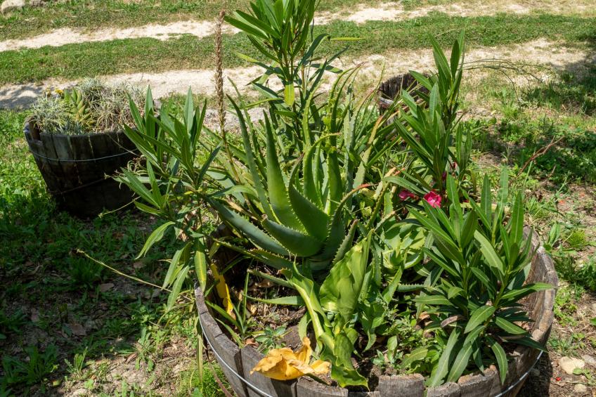 Nonna Gemma - foto 54