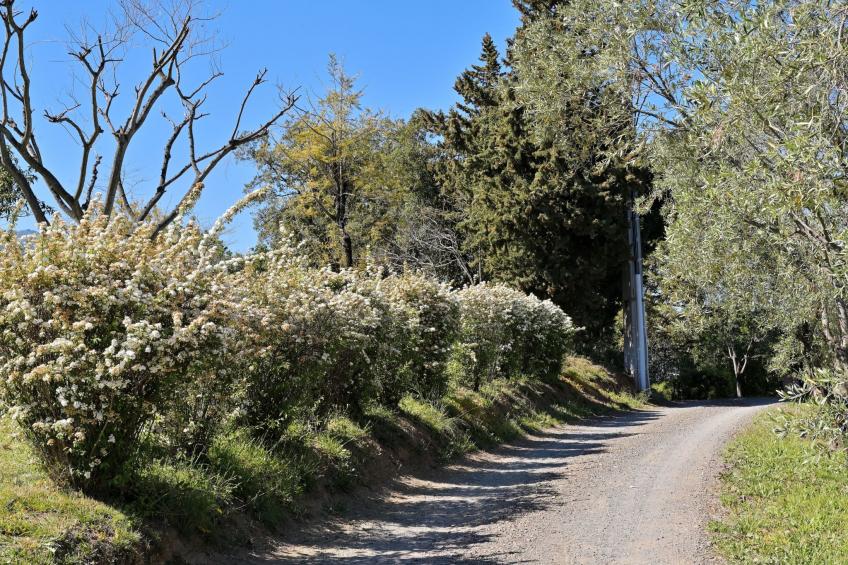 Weingut Punta della guardia zwischen Meer und Gebirge - foto 17