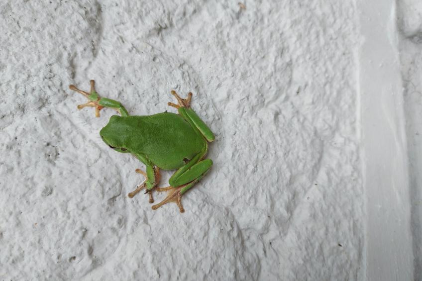 Berghütte "Pumbaa House" mit eigenem 'Pool' - foto 21