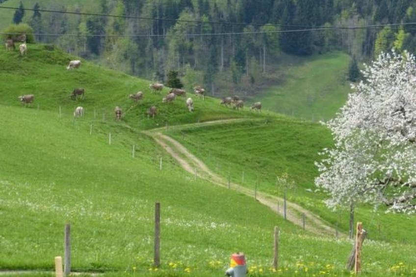 Ferienhof-Barenegg - foto 11