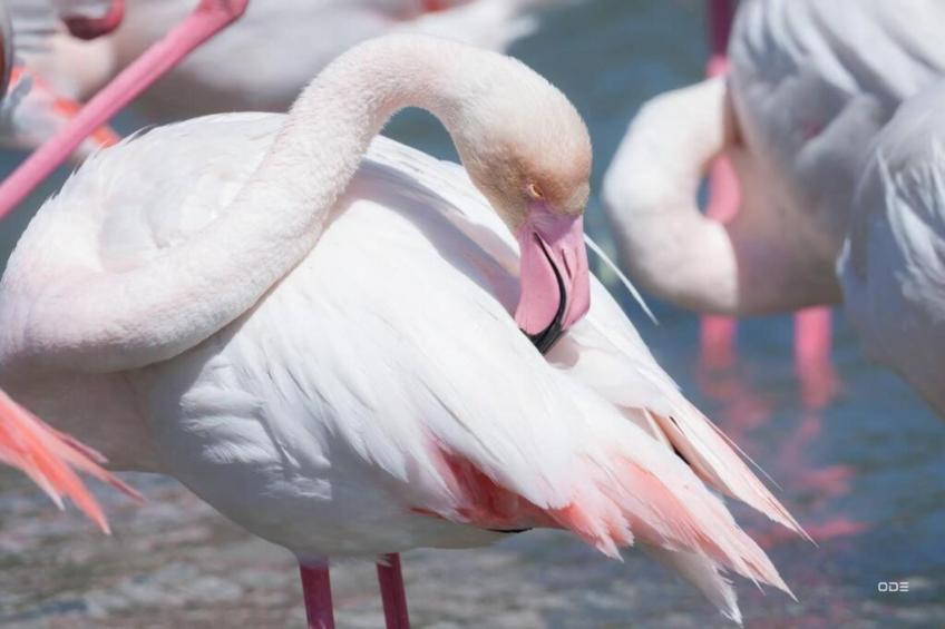 Cap Camargue B N 26 - 2P4 - foto 28