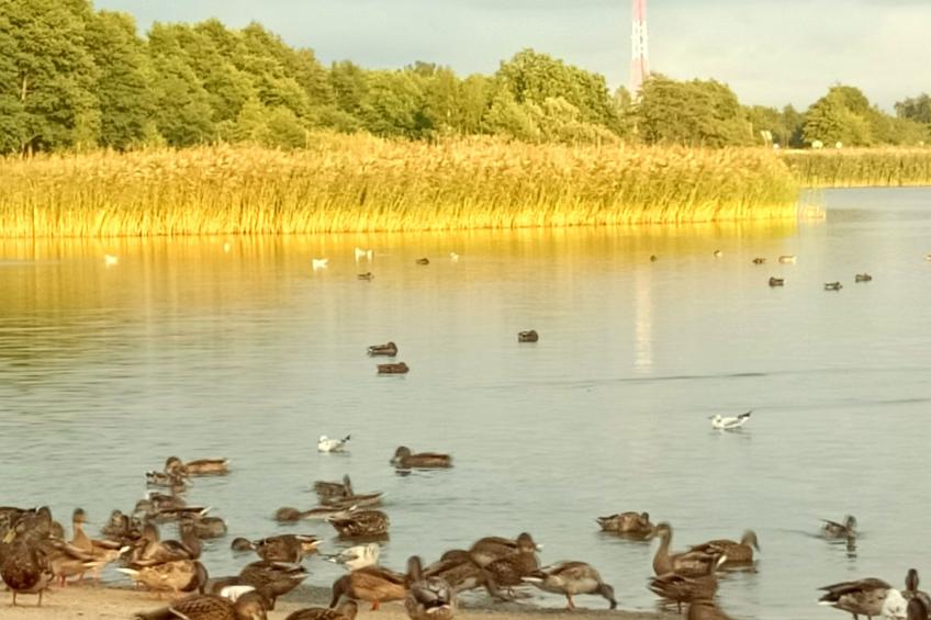 "Paradise Star2" mit eigener Terrasse - foto 53