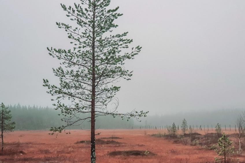 Domnan pirtti - foto 31