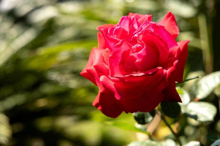 Appartamento Aurora - foto 31