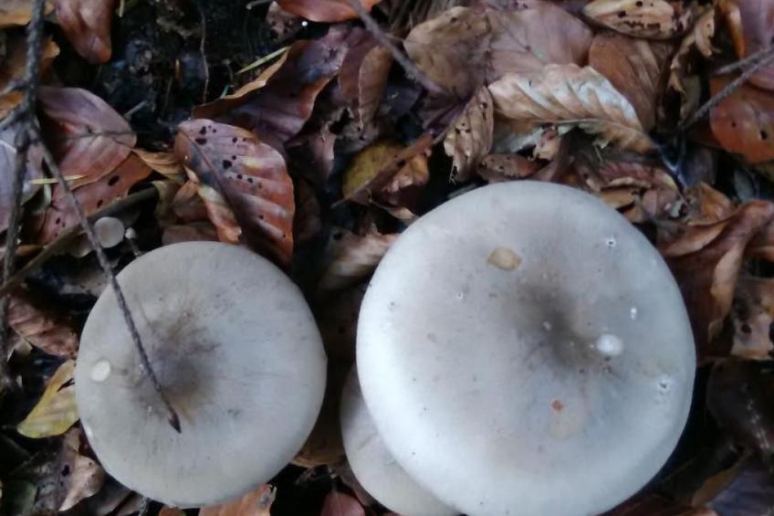 in Hauenstein mit Garten und Grill - foto 16