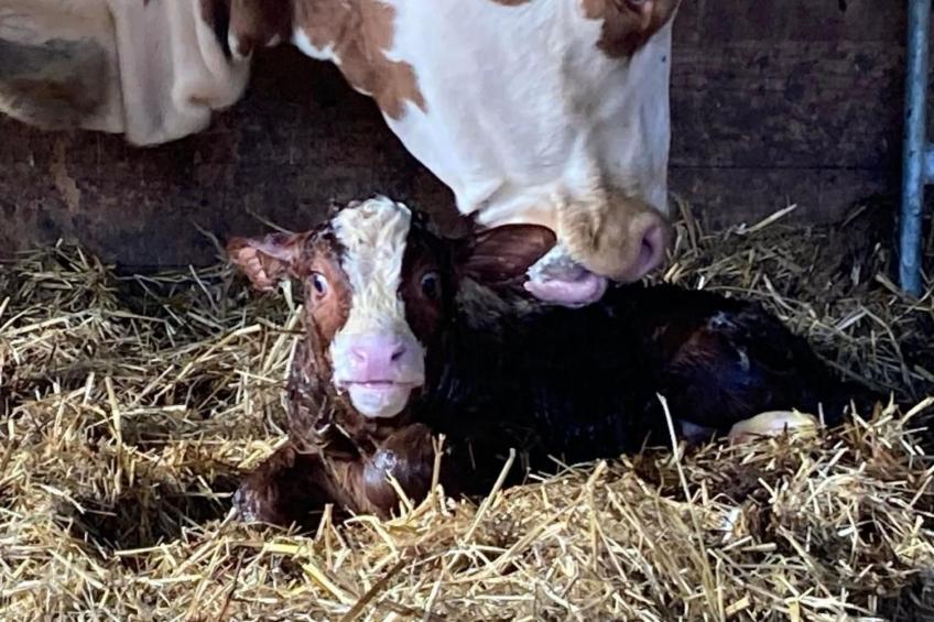 Wohnung "Bellevue" - foto 14