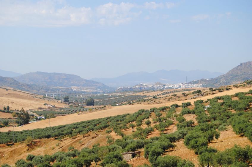 Casa Los Olivos - foto 52