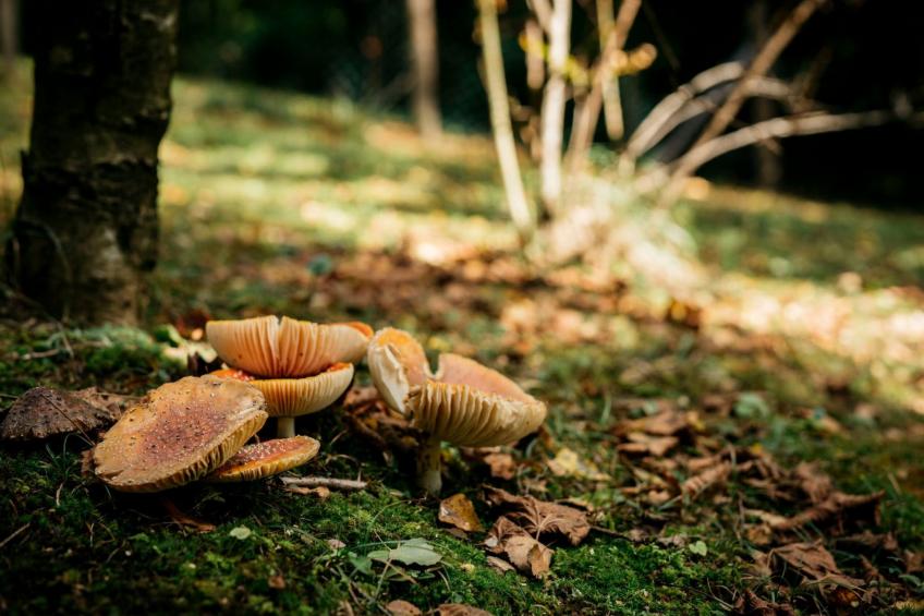 IDEAL FÜR FAMILIEN, PAARE UND NATURLIEBHABER - foto 43
