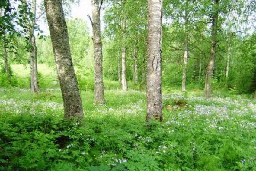 Koivuniemi - foto 38