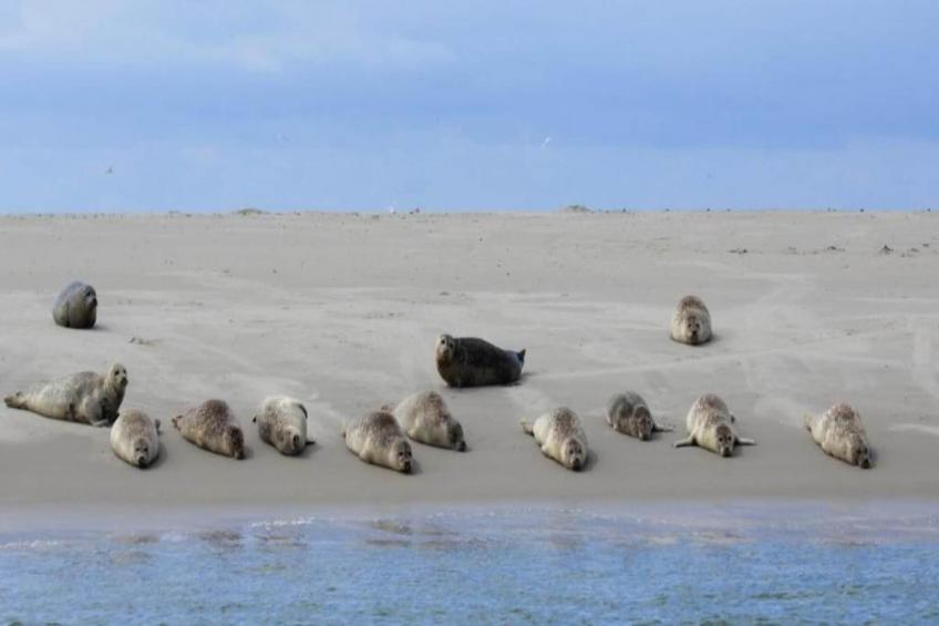 Residentie Californië - foto 35