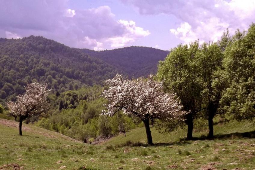 in Sibiel mit Terrasse und Grill - foto 14