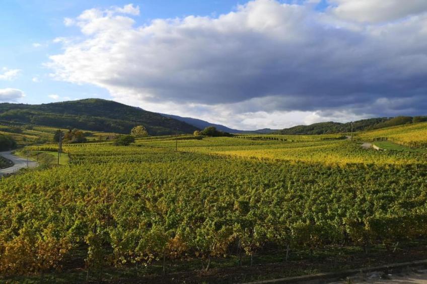 Le Domaine des Rois - foto 25