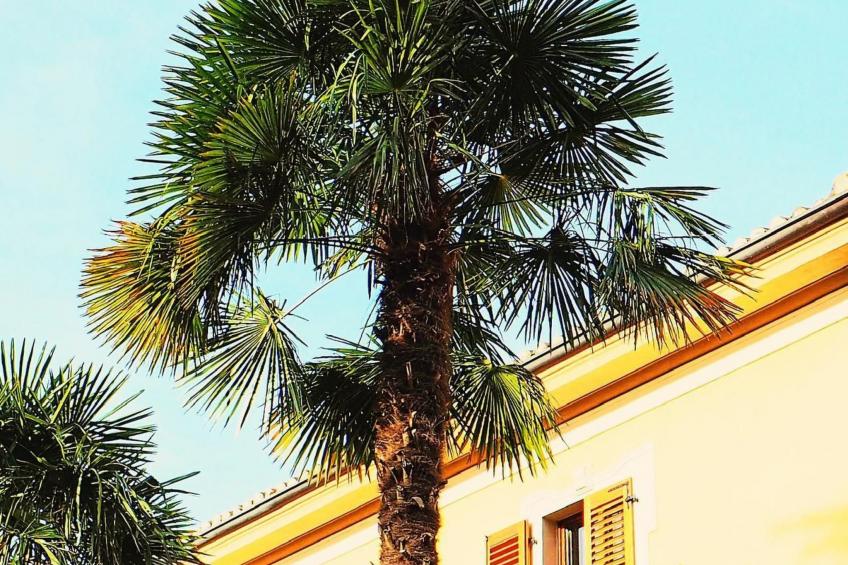 Little Paradise - foto 34